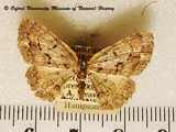 Orbamia subaurata